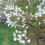 Witte bloemen van de krentenhaag